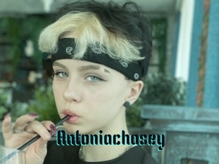 Antoniachasey