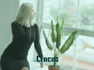 Crocus
