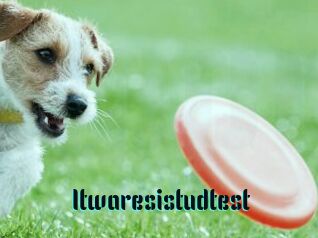 Itwaresistudtest