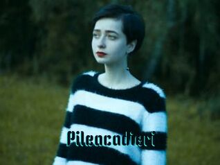 Pileacadieri